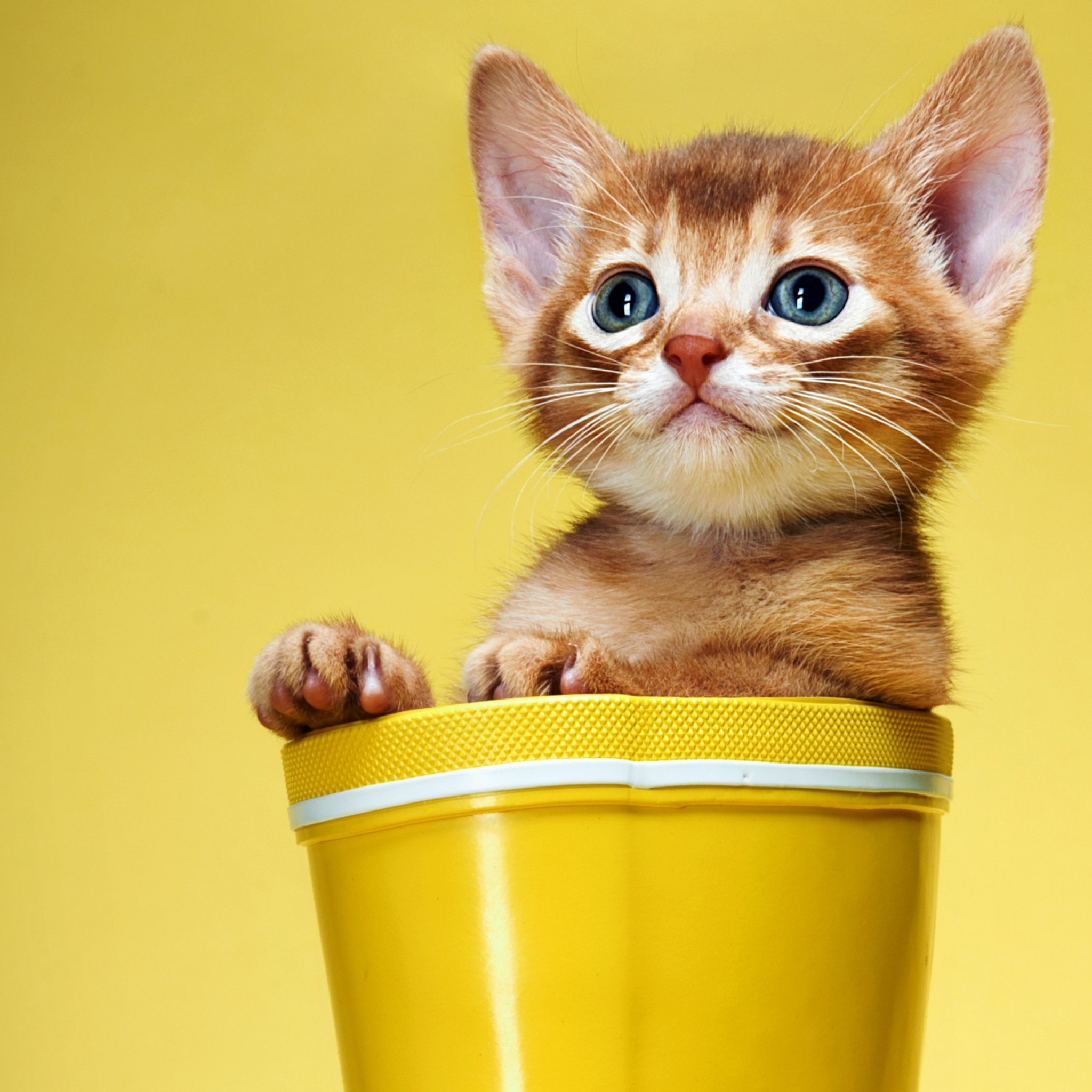 Fondo de pantalla Little Kitten In Yellow Cup 2048x2048