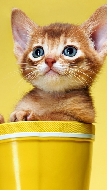 Das Little Kitten In Yellow Cup Wallpaper 360x640