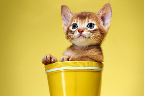 Обои Little Kitten In Yellow Cup 480x320