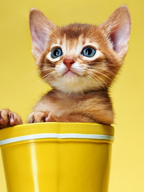 Обои Little Kitten In Yellow Cup 480x640