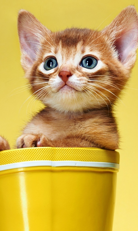Das Little Kitten In Yellow Cup Wallpaper 480x800