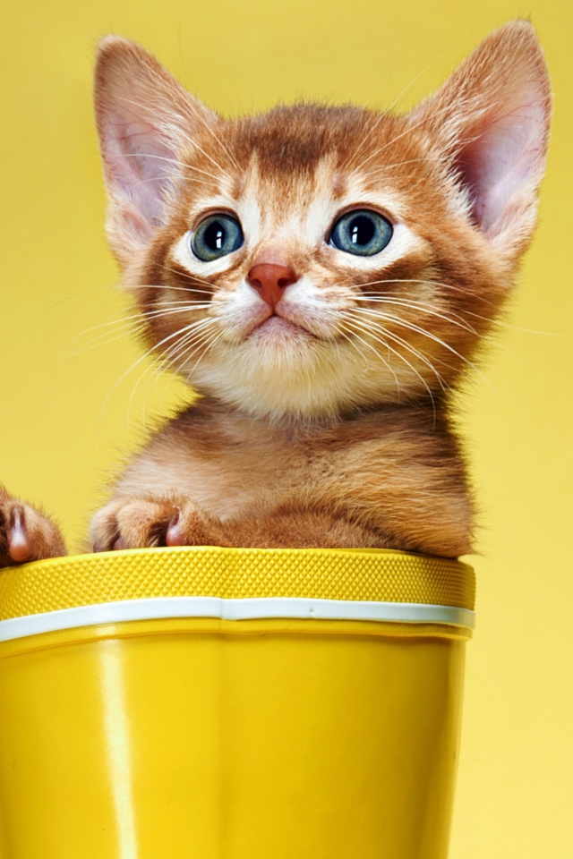 Fondo de pantalla Little Kitten In Yellow Cup 640x960