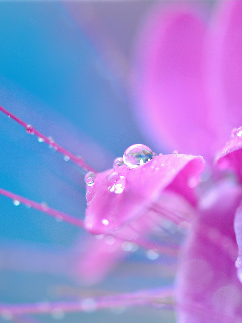 Das Morning Dew Wallpaper 480x640