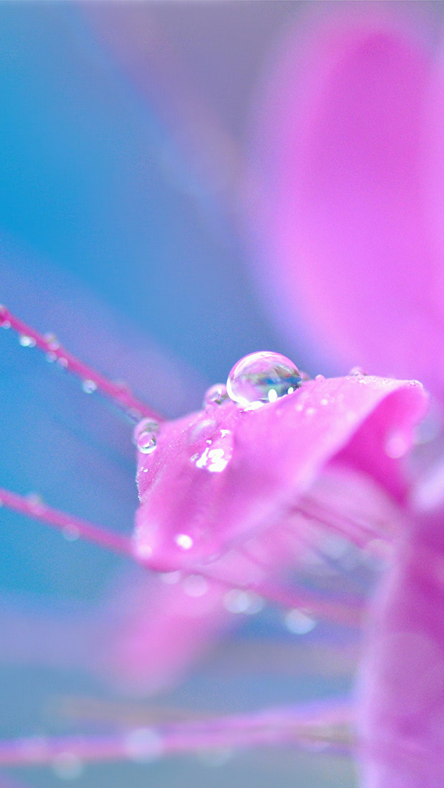 Morning Dew wallpaper 640x1136