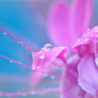 Morning Dew - Fondos de pantalla gratis para 2048x2048