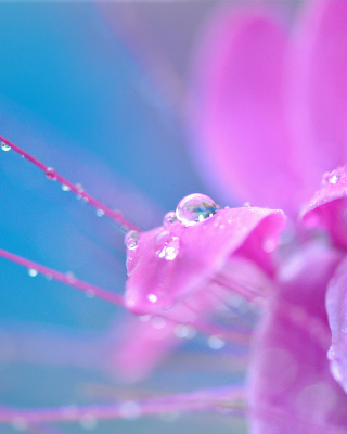 Morning Dew Background for Nokia Asha 306