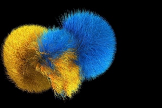 Fluffy Pom Pom Wallpaper for Android, iPhone and iPad