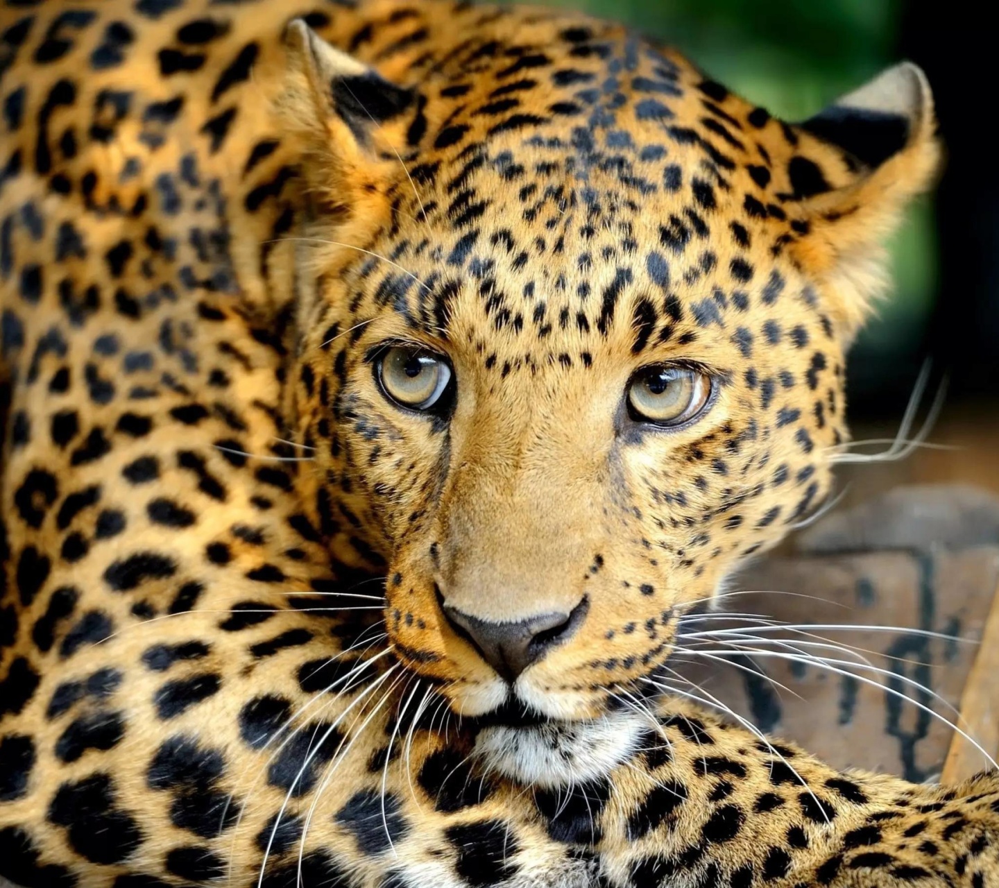 Das Leopard Wallpaper 1440x1280