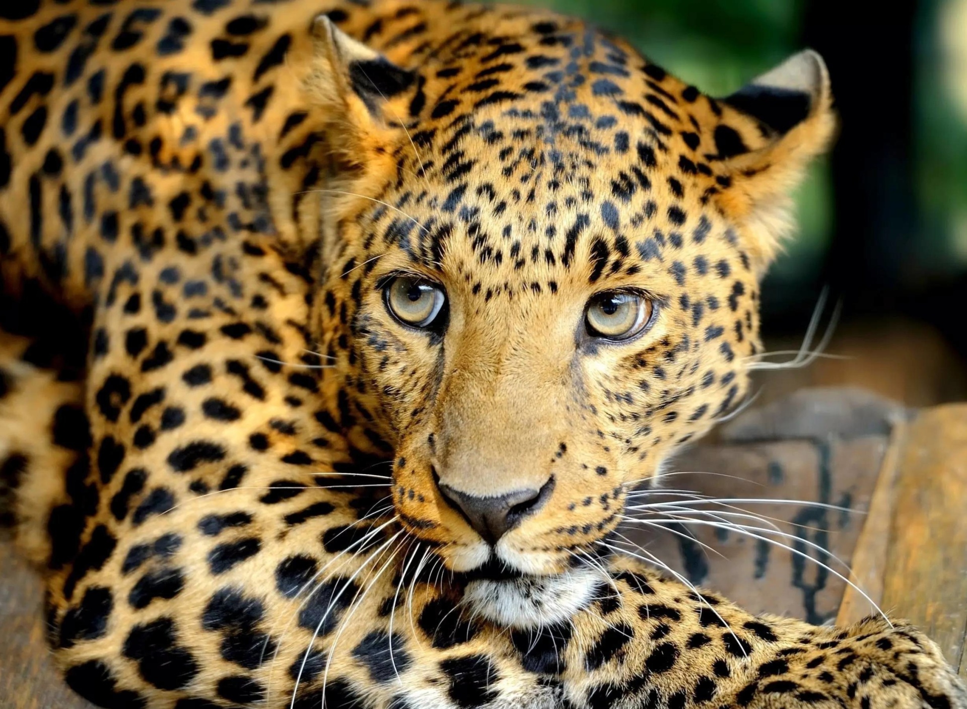 Fondo de pantalla Leopard 1920x1408