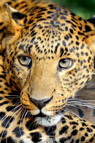 Leopard screenshot #1 320x480