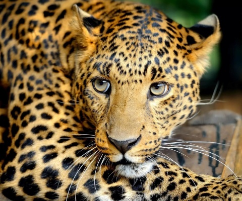 Sfondi Leopard 480x400