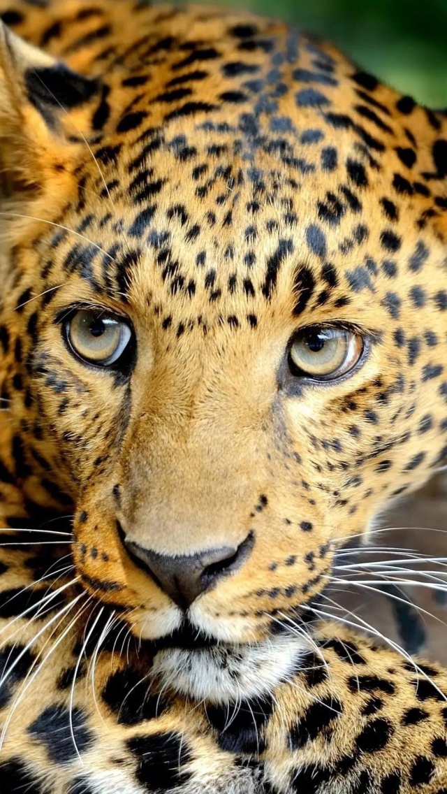 Leopard screenshot #1 640x1136