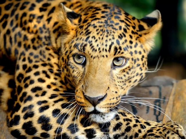 Leopard wallpaper 640x480