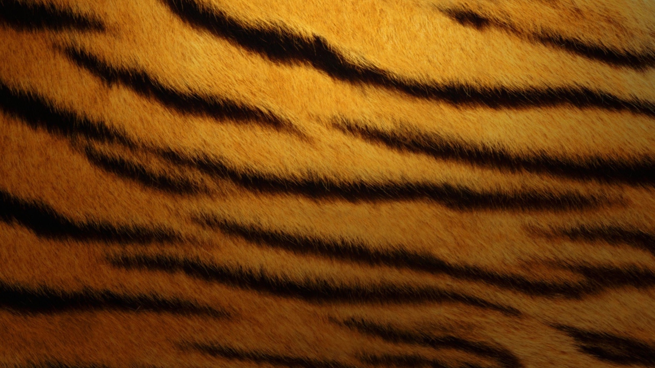 Fondo de pantalla Tiger Skin 1280x720