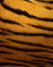 Fondo de pantalla Tiger Skin 176x220