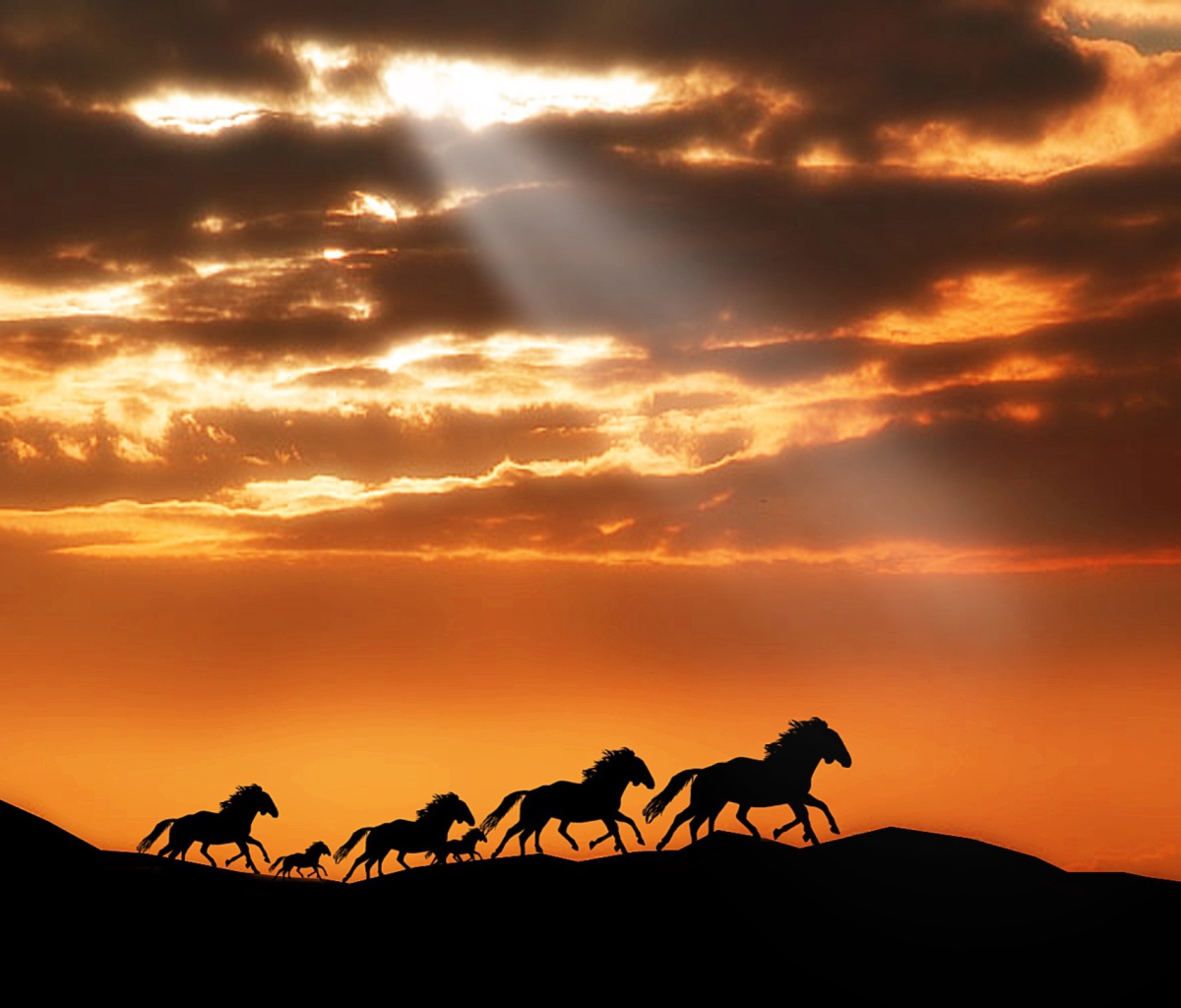 Das Horses Running Free Wallpaper 1200x1024