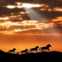 Horses Running Free wallpaper 208x208