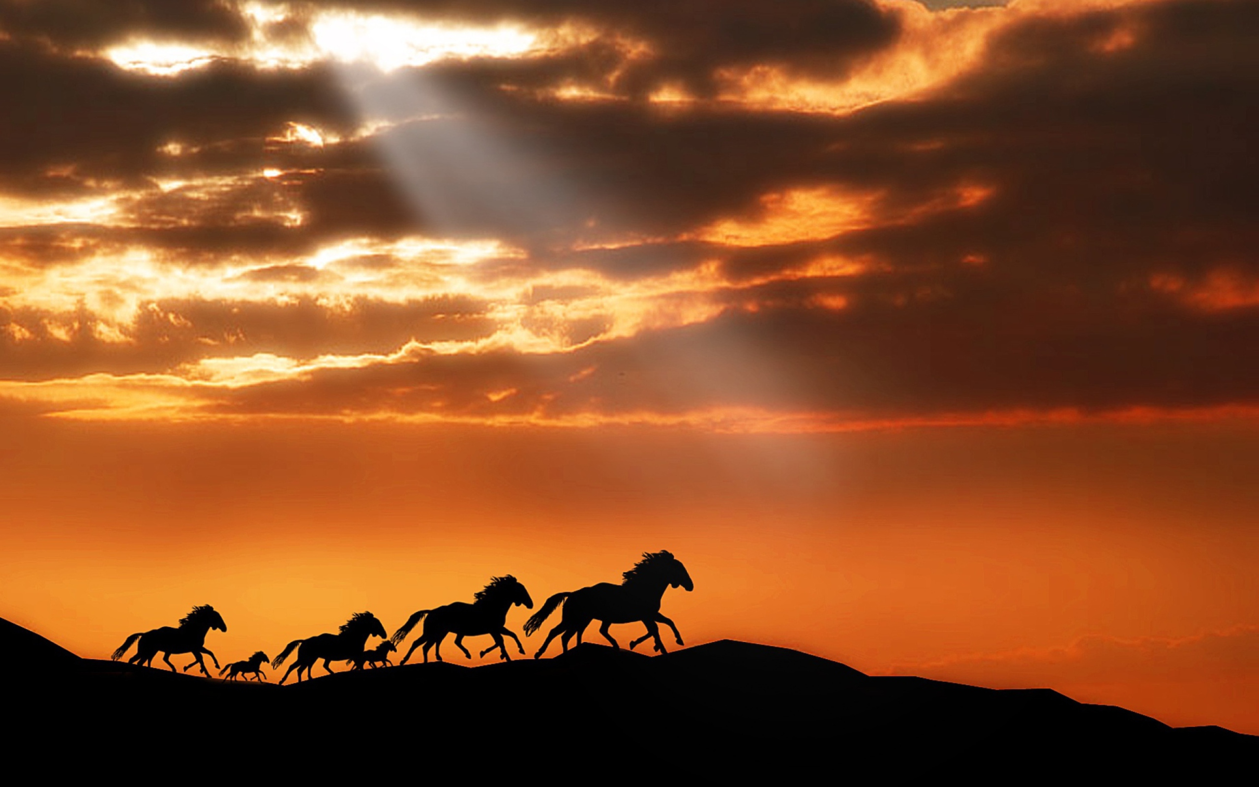 Обои Horses Running Free 2560x1600