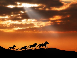 Fondo de pantalla Horses Running Free 320x240