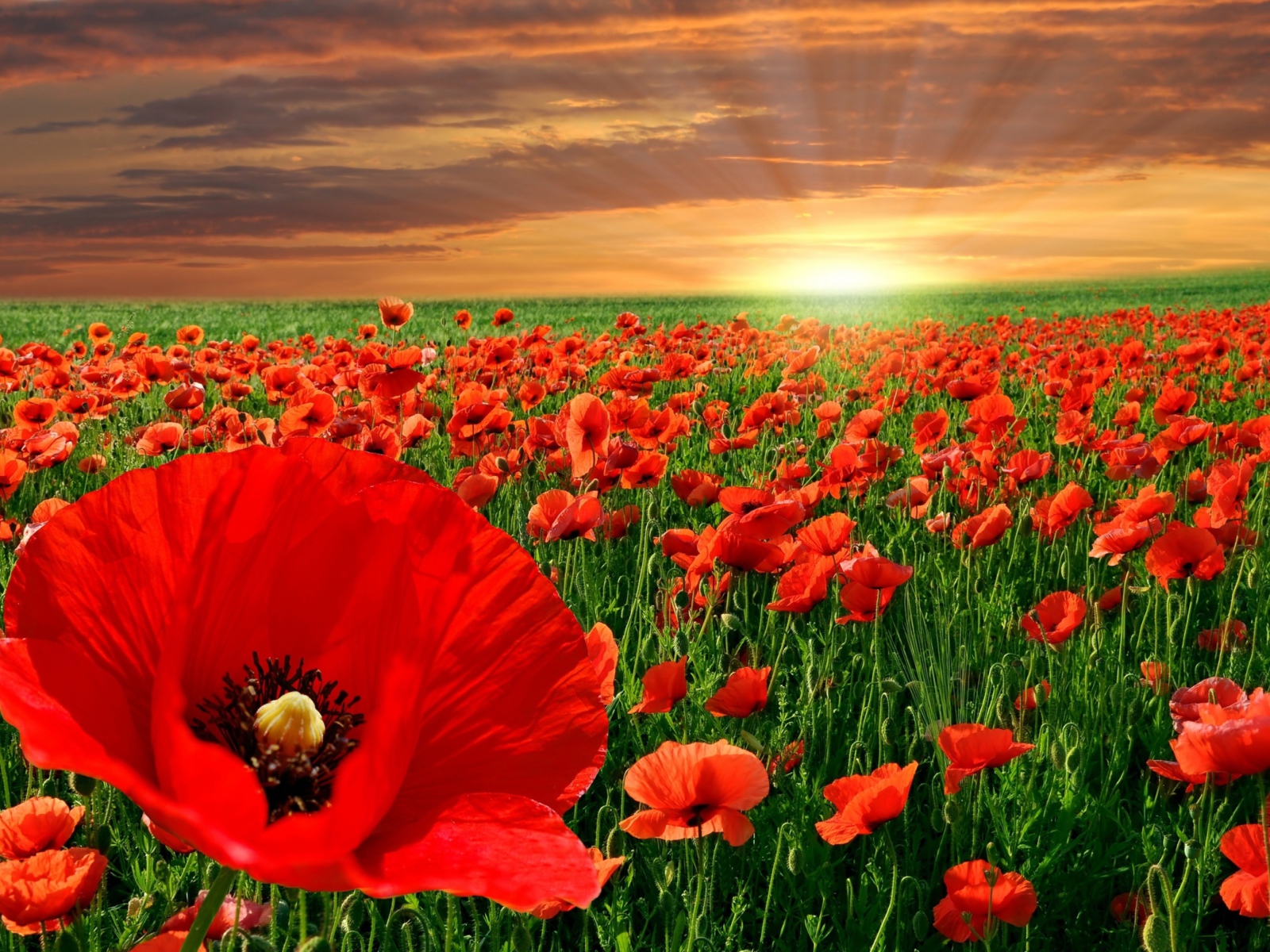 Fondo de pantalla Poppies Field 1600x1200