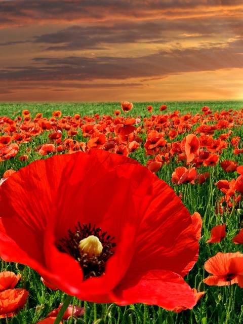 Fondo de pantalla Poppies Field 480x640