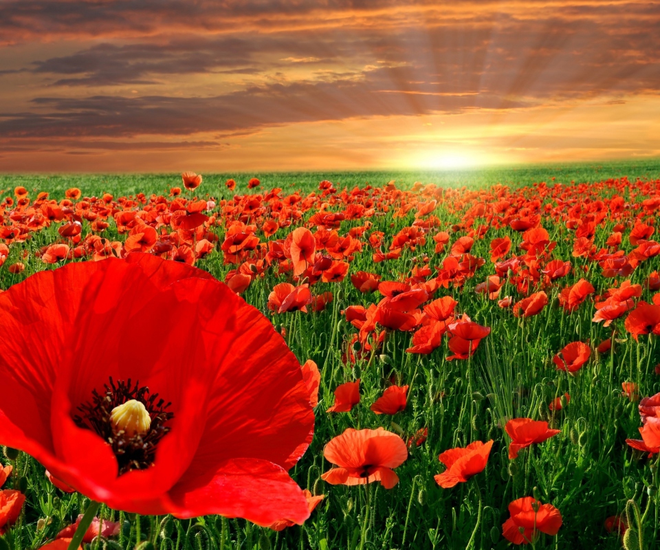 Poppies Field wallpaper 960x800