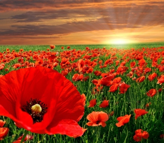 Poppies Field sfondi gratuiti per 1024x1024