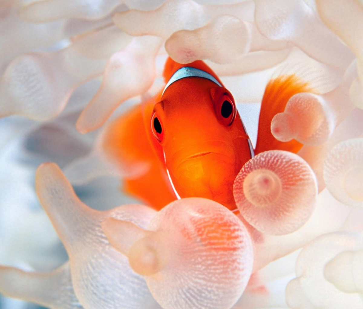 Das Orange Clownfish Wallpaper 1200x1024