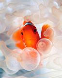Fondo de pantalla Orange Clownfish 128x160