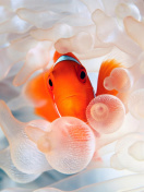 Das Orange Clownfish Wallpaper 132x176