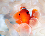 Sfondi Orange Clownfish 176x144