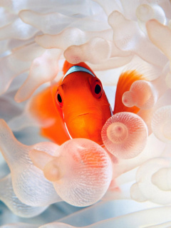 Fondo de pantalla Orange Clownfish 240x320
