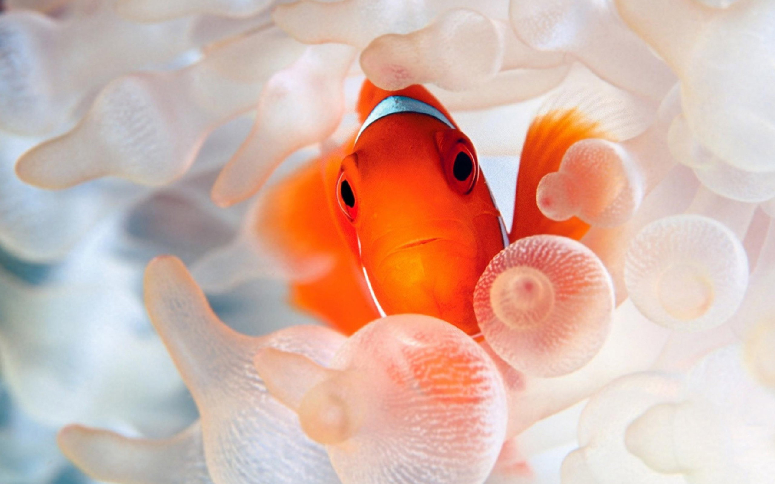 Das Orange Clownfish Wallpaper 2560x1600