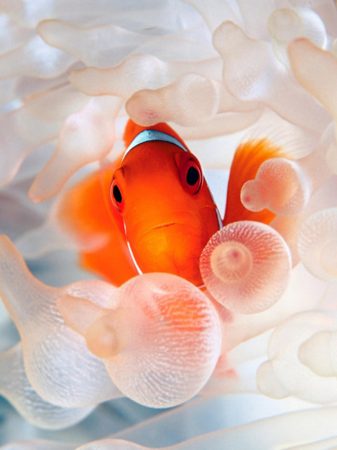 Fondo de pantalla Orange Clownfish 480x640