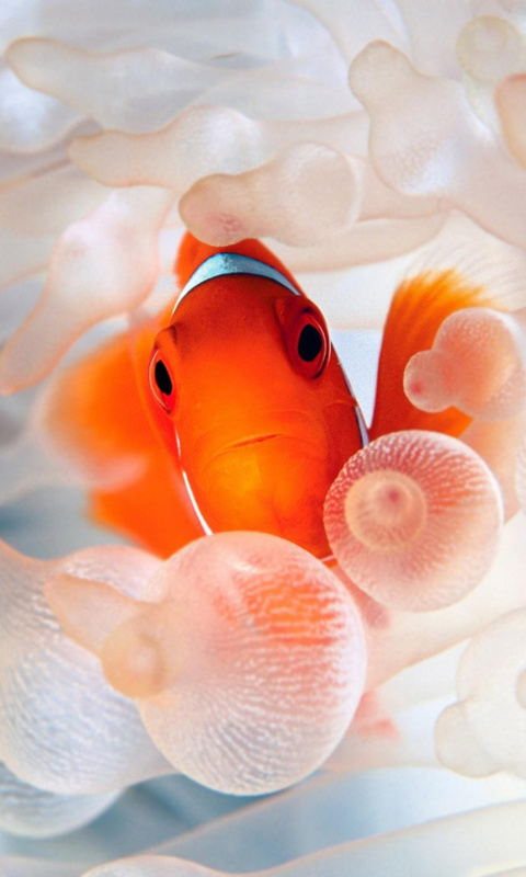 Fondo de pantalla Orange Clownfish 480x800