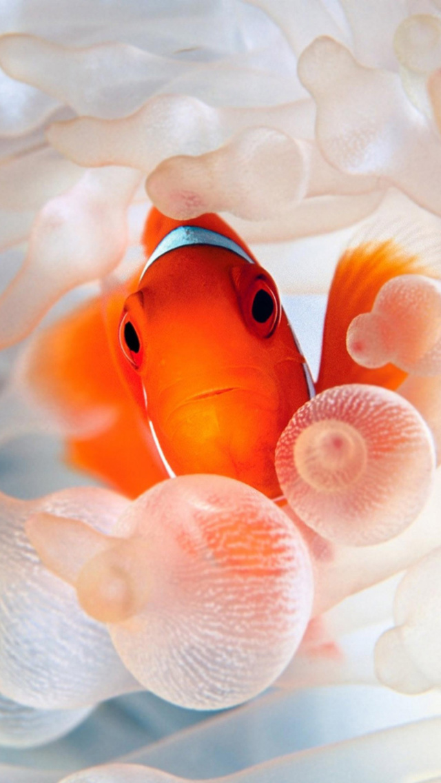 Das Orange Clownfish Wallpaper 640x1136