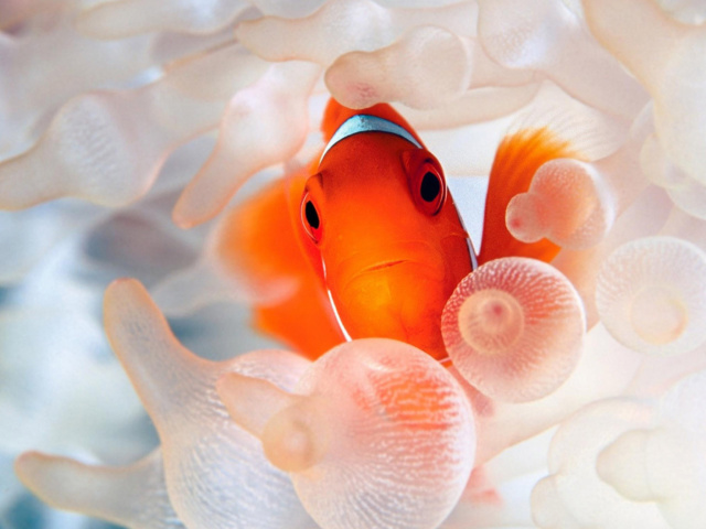 Sfondi Orange Clownfish 640x480
