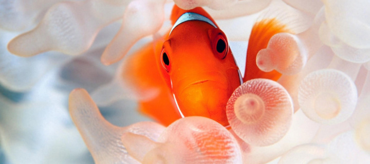 Sfondi Orange Clownfish 720x320
