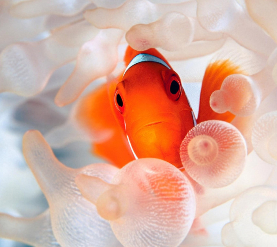 Sfondi Orange Clownfish 960x854
