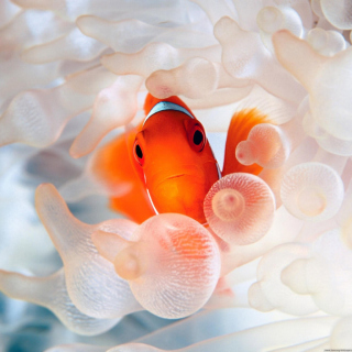 Orange Clownfish sfondi gratuiti per 1024x1024