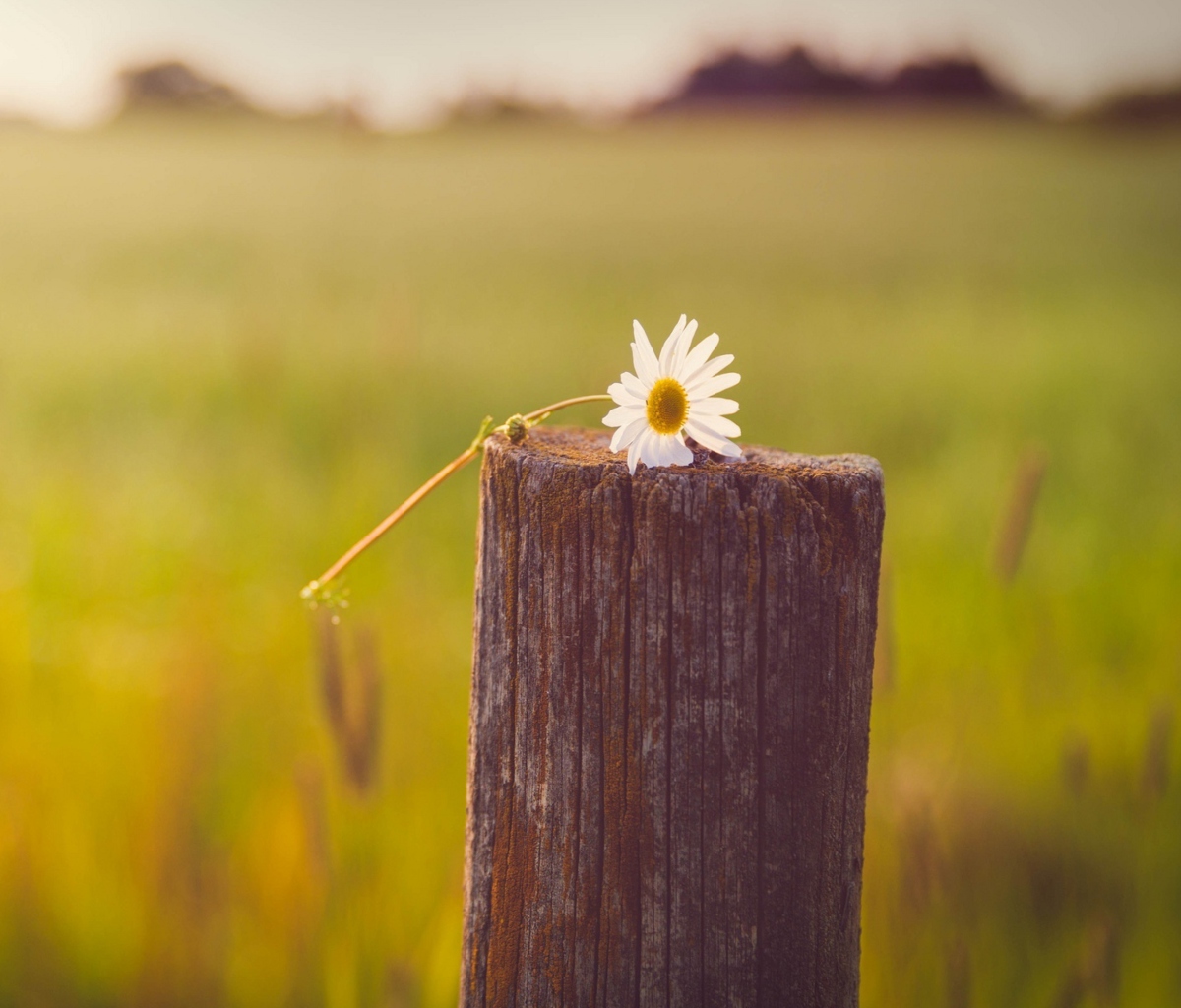 Screenshot №1 pro téma Lonely Daisy On Stump 1200x1024