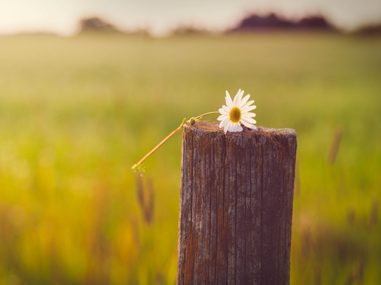 Обои Lonely Daisy On Stump 1280x960