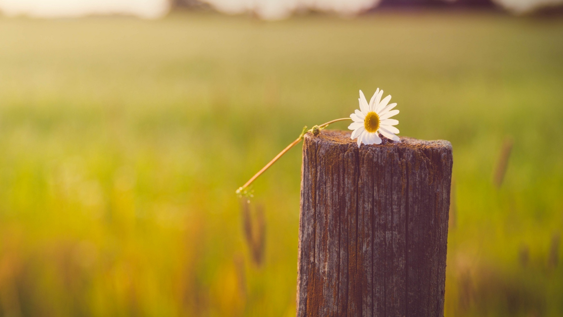 Lonely Daisy On Stump wallpaper 1920x1080