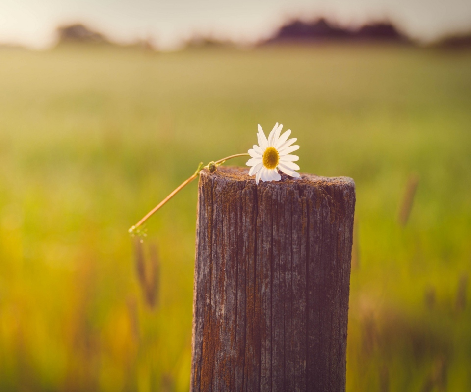 Screenshot №1 pro téma Lonely Daisy On Stump 960x800