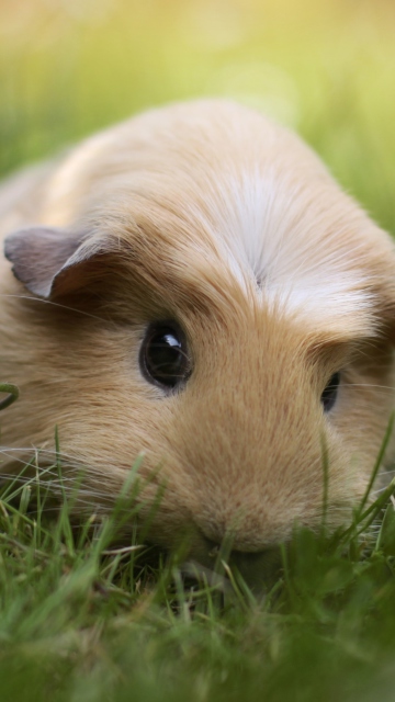 Das Guinea Pig Wallpaper 360x640