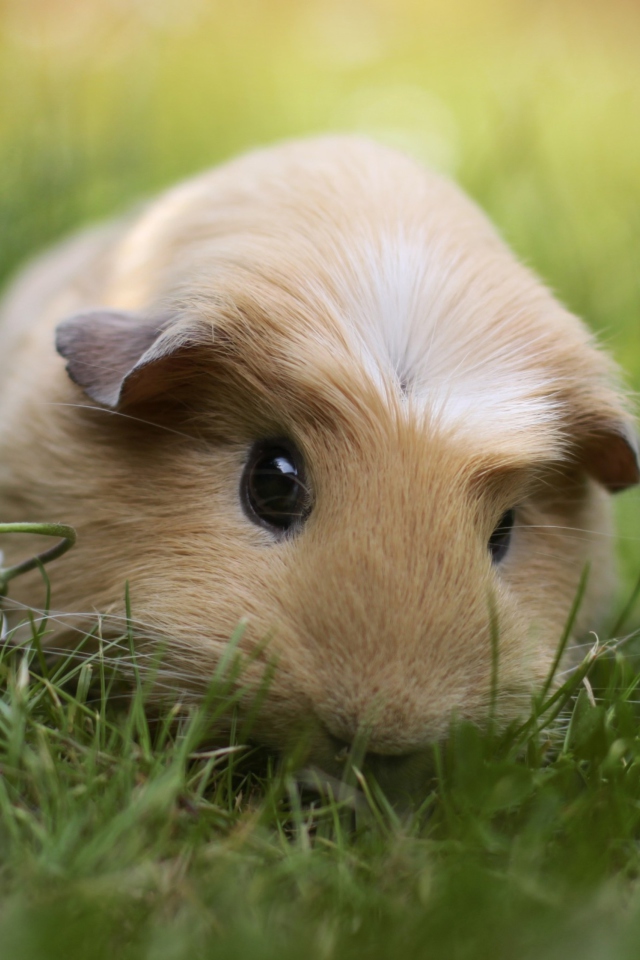 Das Guinea Pig Wallpaper 640x960