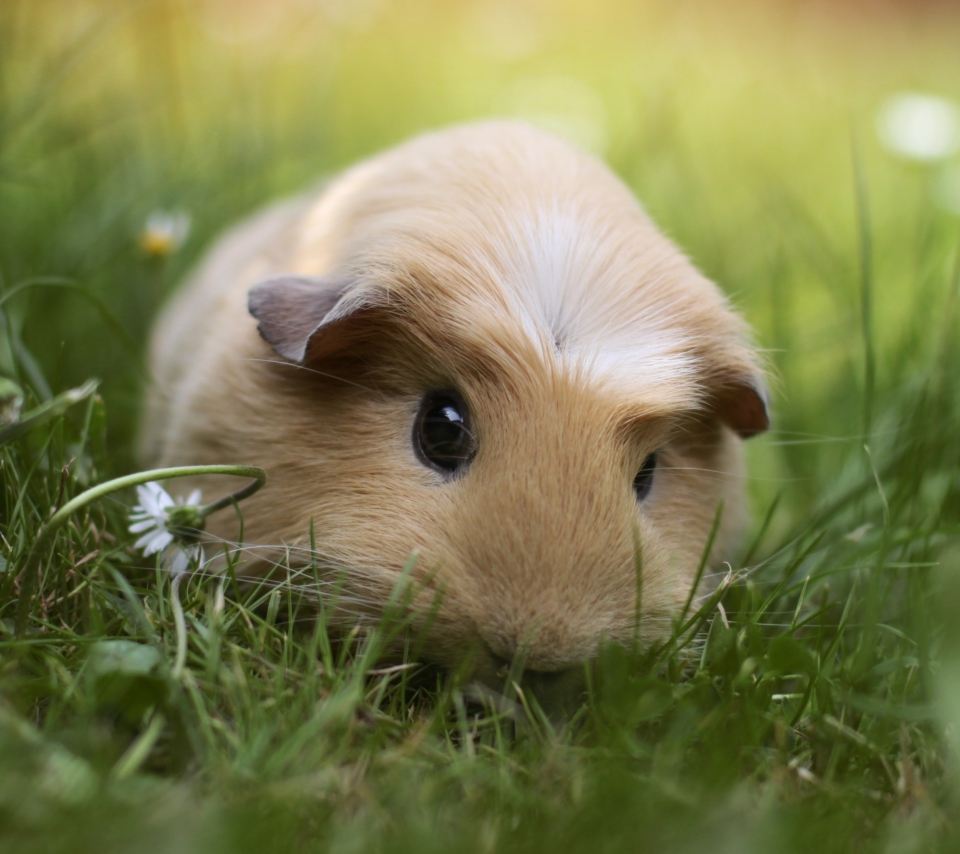 Guinea Pig wallpaper 960x854