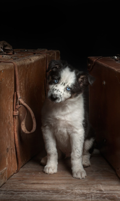 Sfondi Dog Waiting For Owner 240x400