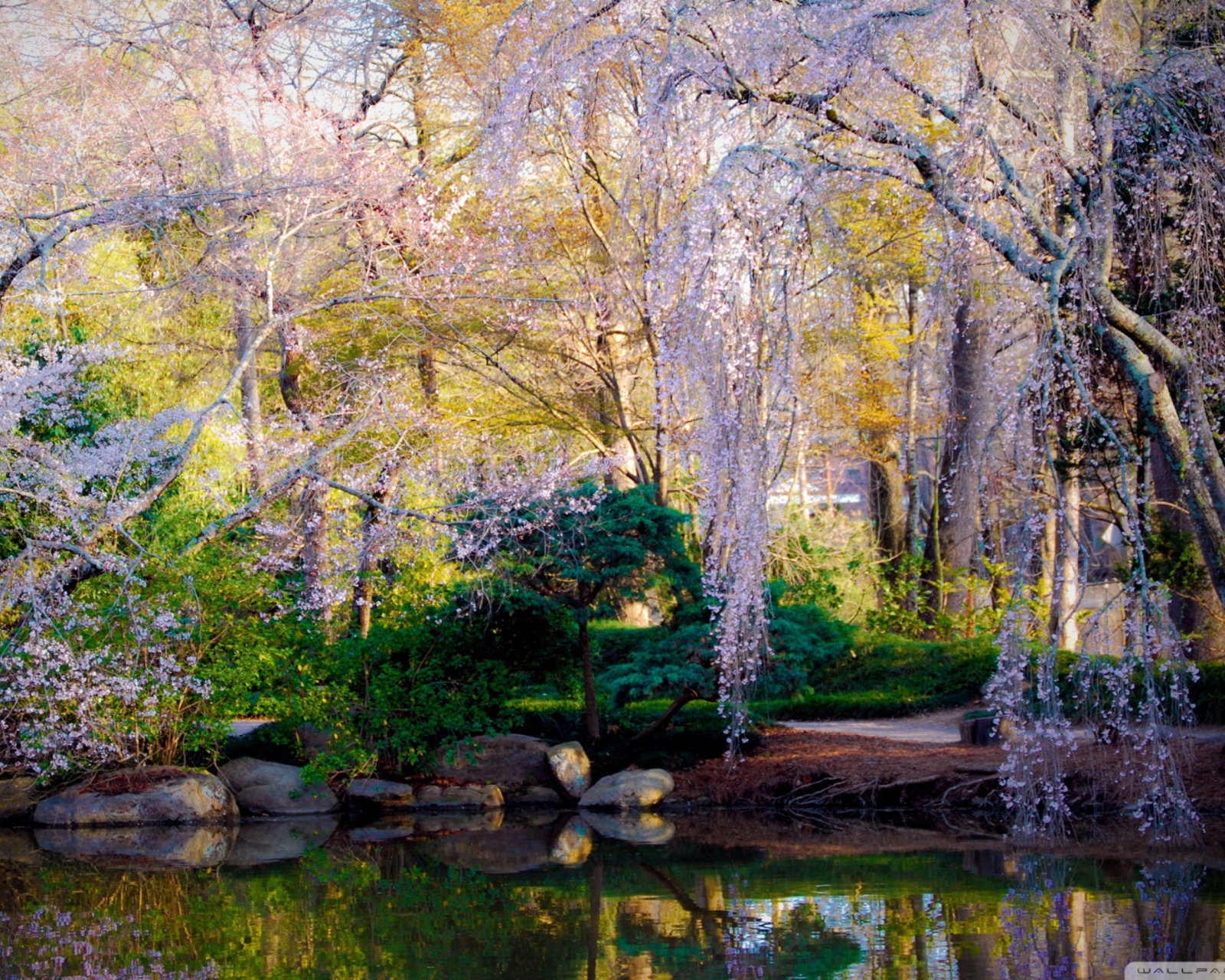 Fondo de pantalla Cherry Tree Blossom 1600x1280