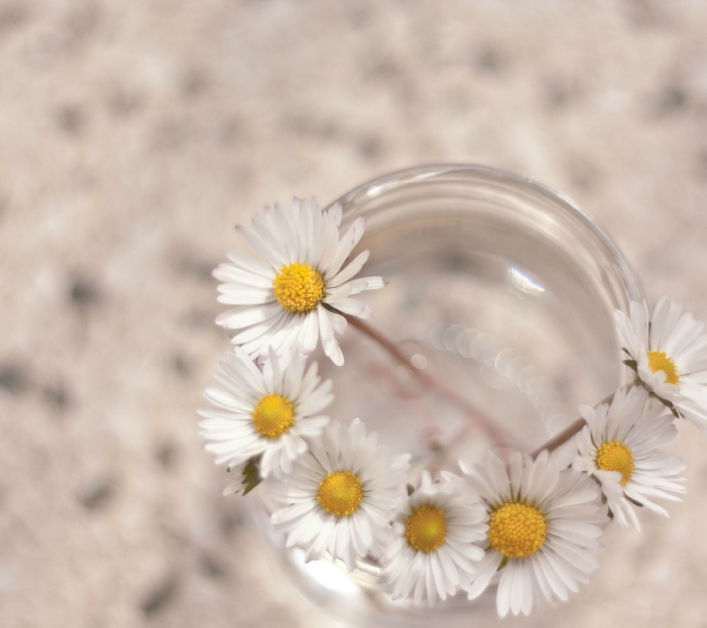 Little Daisies In Vase screenshot #1 1440x1280